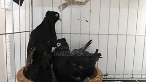 ময়না ঝাঁক কবুতর