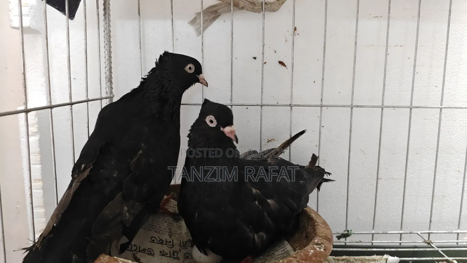 ময়না ঝাঁক কবুতর