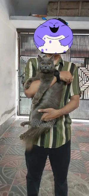 6-12 Months Female Purebred Persian