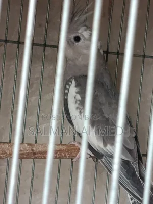 ককাটেল পাখি