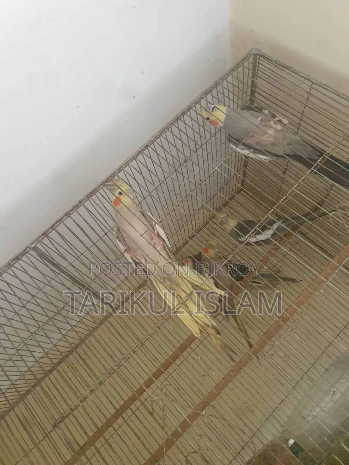 সুস্থ ও সুন্দর Cockatiel (ককাটেল) পাখি বিক্রয় | Lutino, Cinnamon