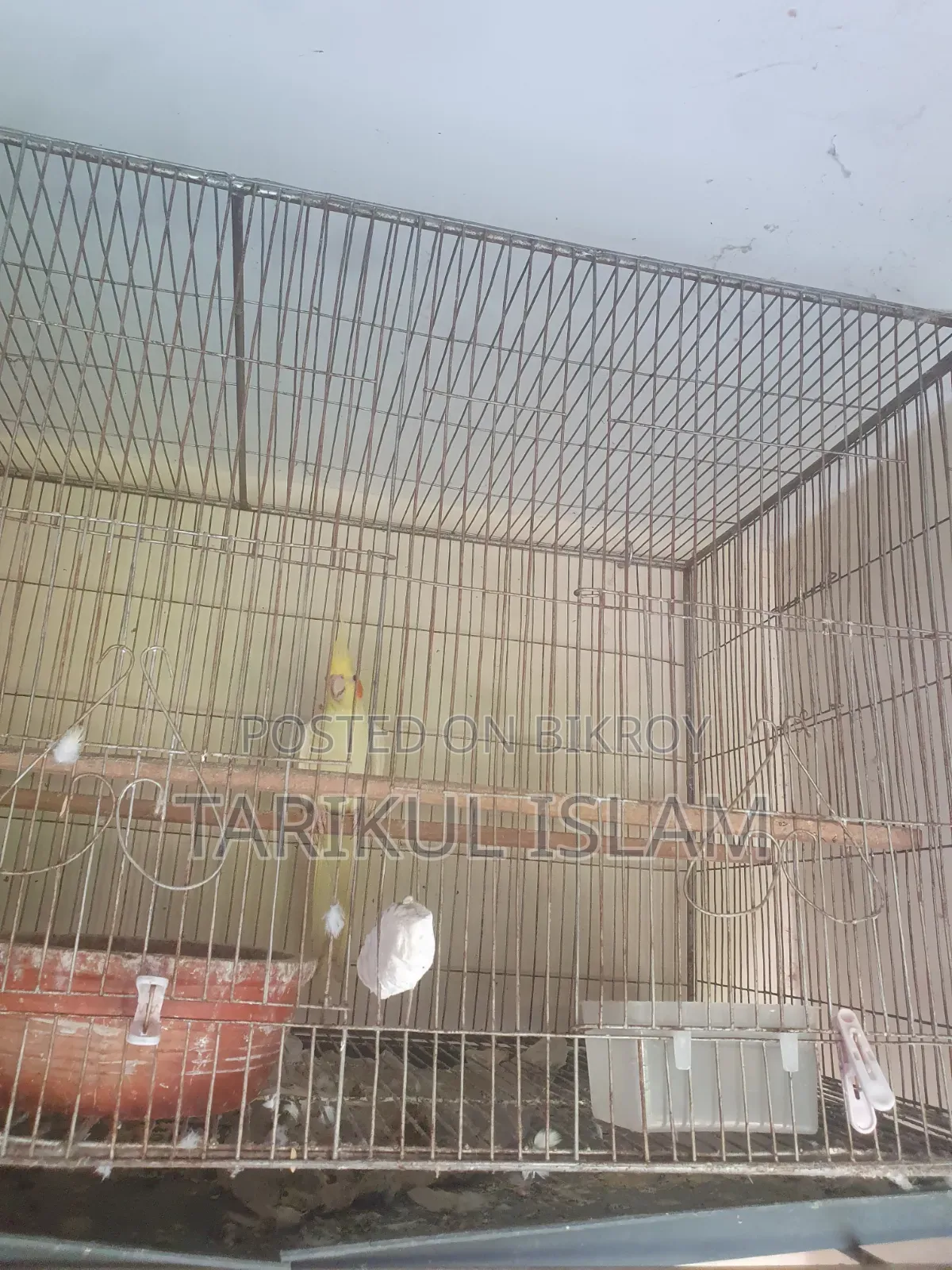 সুস্থ ও সুন্দর Cockatiel (ককাটেল) পাখি বিক্রয় | Lutino, Cinnamon