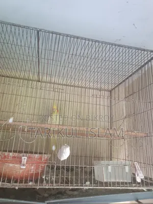 সুস্থ ও সুন্দর Cockatiel (ককাটেল) পাখি বিক্রয় | Lutino, Cinnamon