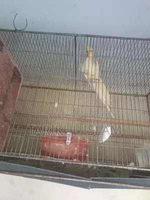 সুস্থ ও সুন্দর Cockatiel (ককাটেল) পাখি বিক্রয় | Lutino, Cinnamon
