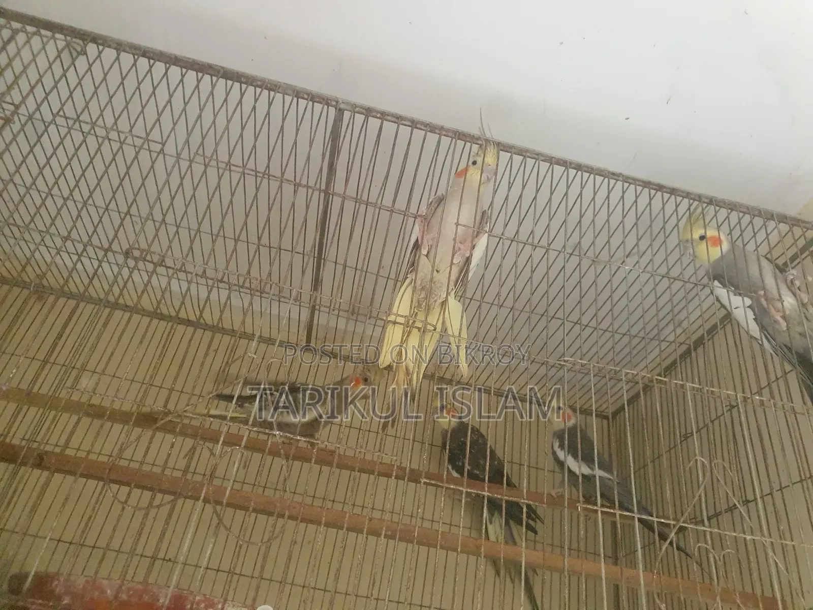 সুস্থ ও সুন্দর Cockatiel (ককাটেল) পাখি বিক্রয় | Lutino, Cinnamon