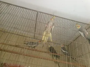সুস্থ ও সুন্দর Cockatiel (ককাটেল) পাখি বিক্রয় | Lutino, Cinnamon