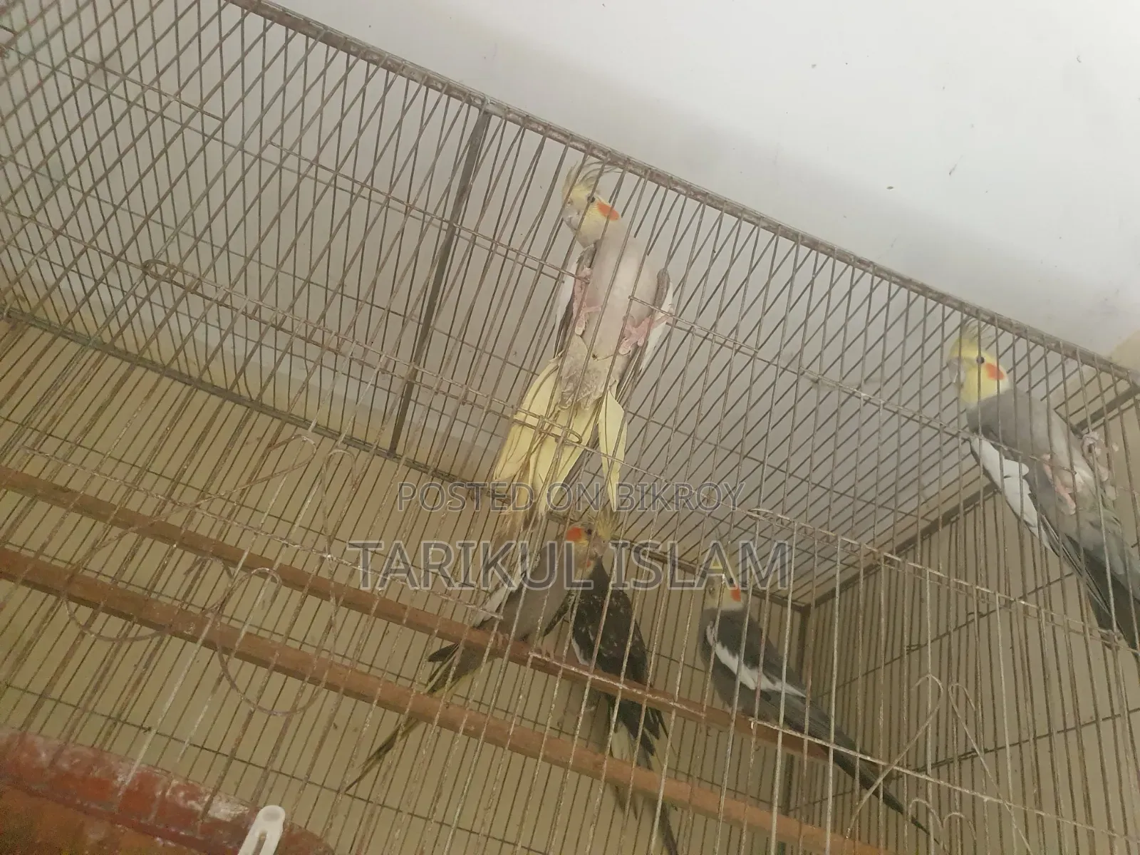 সুস্থ ও সুন্দর Cockatiel (ককাটেল) পাখি বিক্রয় | Lutino, Cinnamon
