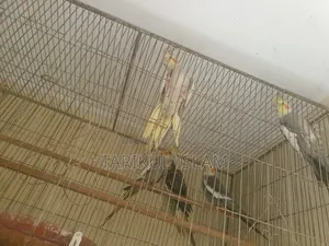 সুস্থ ও সুন্দর Cockatiel (ককাটেল) পাখি বিক্রয় | Lutino, Cinnamon