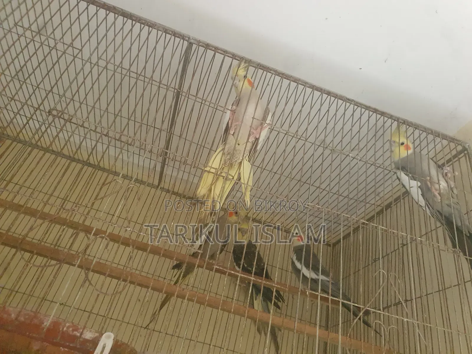 সুস্থ ও সুন্দর Cockatiel (ককাটেল) পাখি বিক্রয় | Lutino, Cinnamon