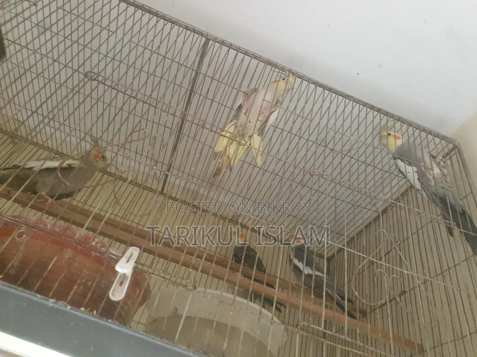 সুস্থ ও সুন্দর Cockatiel (ককাটেল) পাখি বিক্রয় | Lutino, Cinnamon