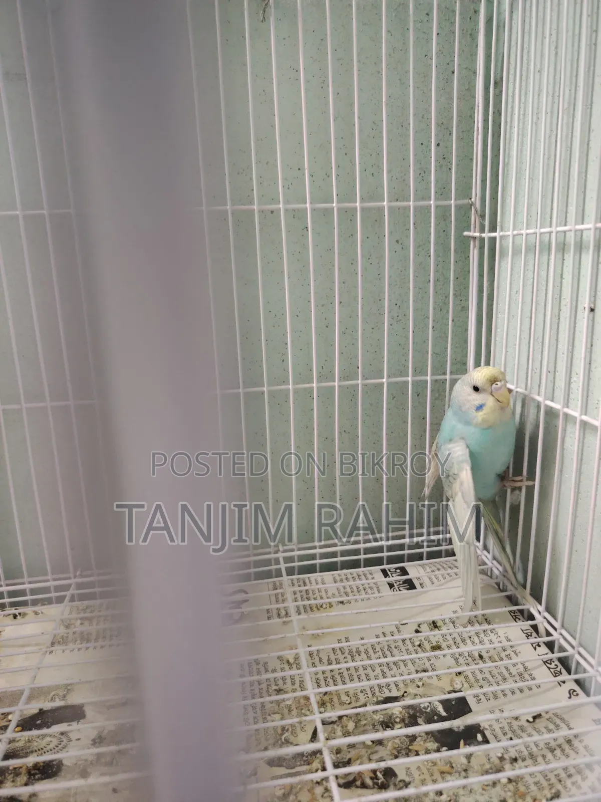 Budgies Family Package