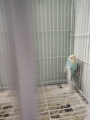 Budgies Family Package