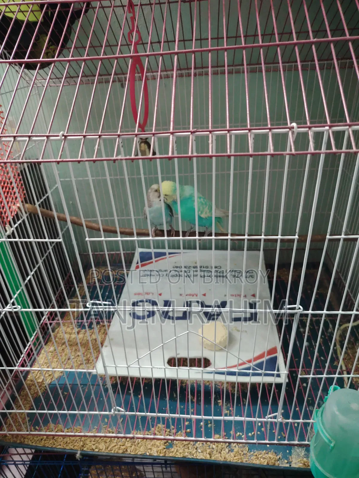 Budgies Family Package