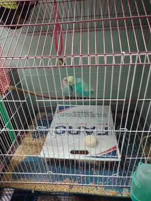 Budgies Family Package