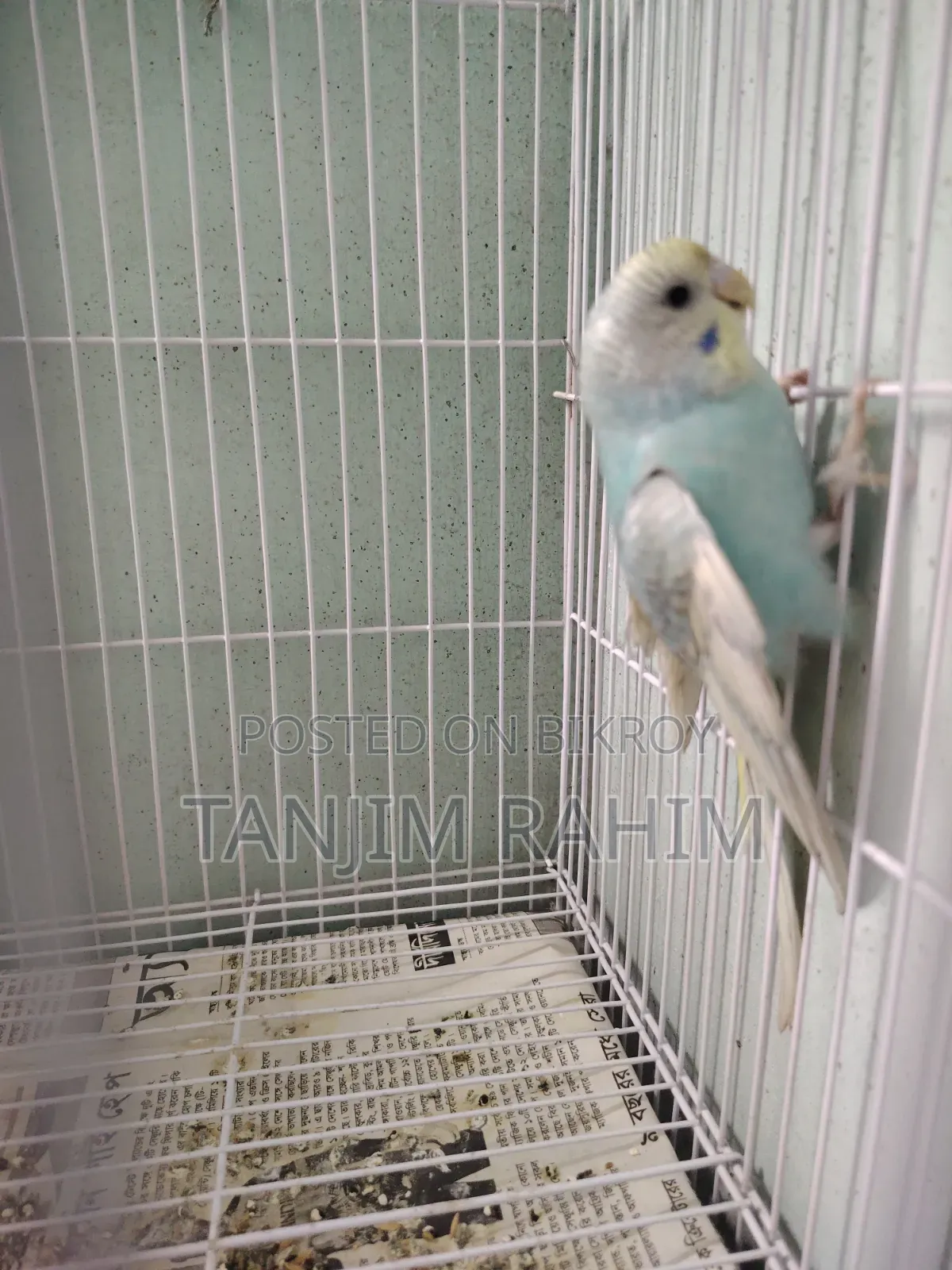 Budgies Family Package