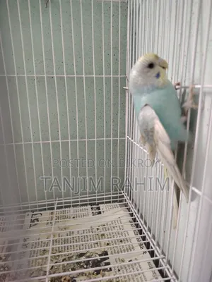 Budgies Family Package