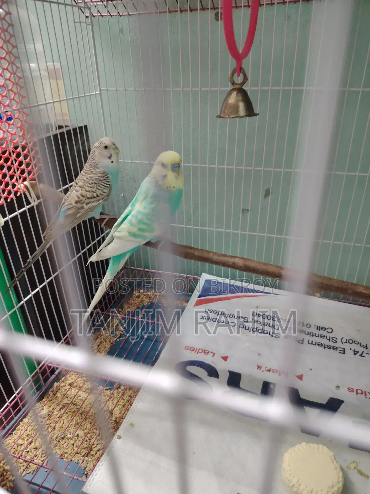 Budgies Family Package