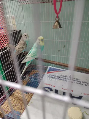 Budgies Family Package