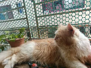 1+ Year Male Purebred Persian