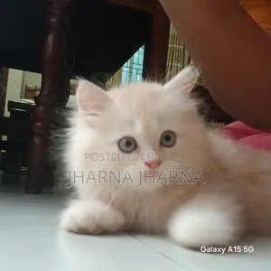 1-3 Months Female Purebred Persian