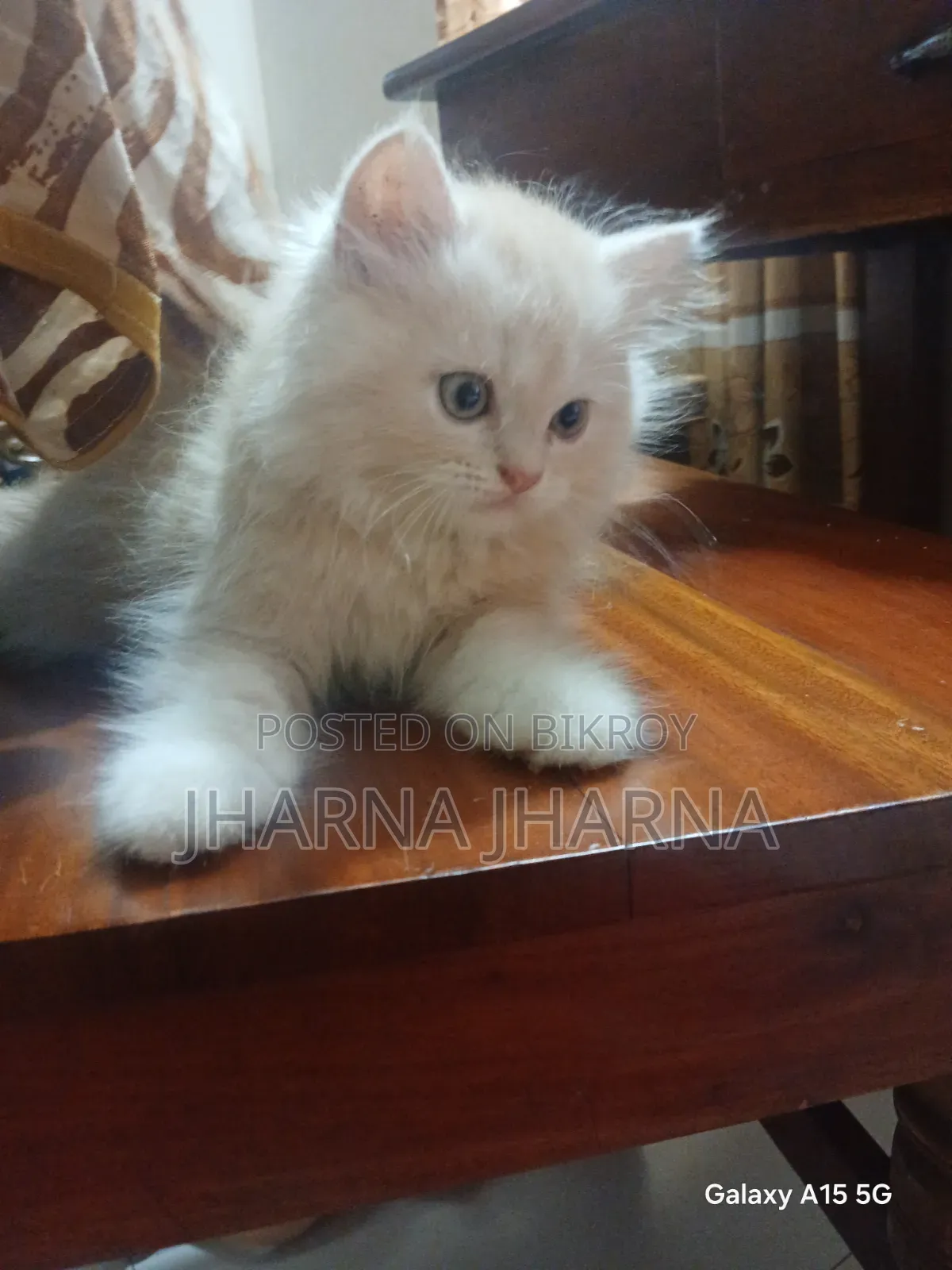 1-3 Months Female Purebred Persian