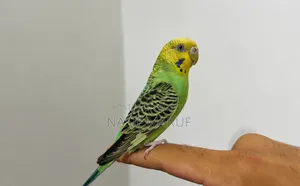 Half Tame Female Budgies