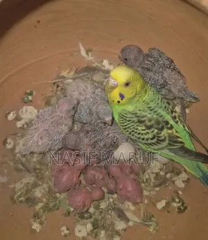 Half Tame Female Budgies