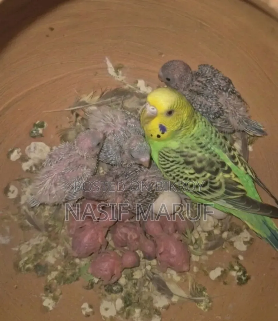 Half Tame Female Budgies