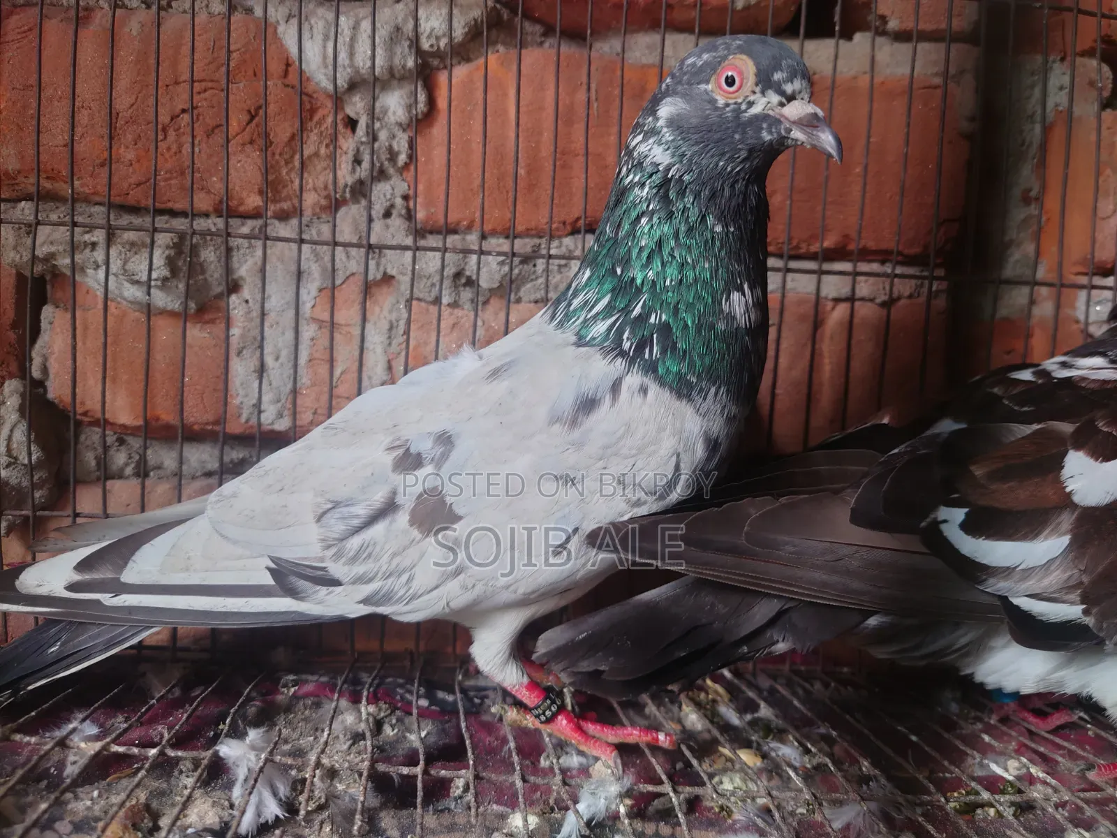 তামাকার কবুত