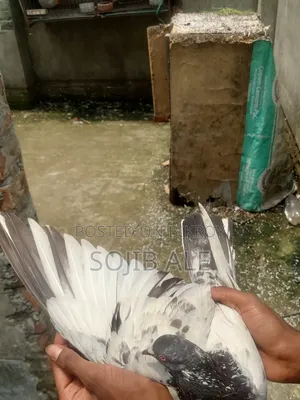 তামাকার কবুত