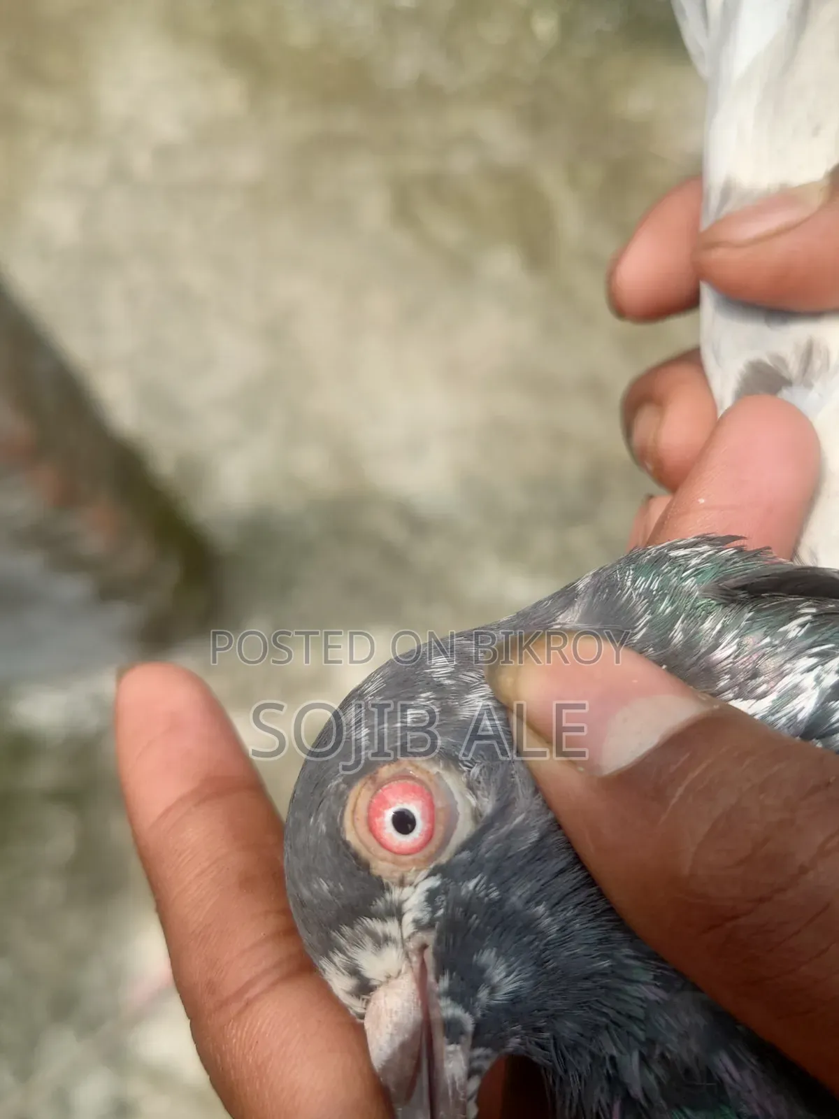 তামাকার কবুত