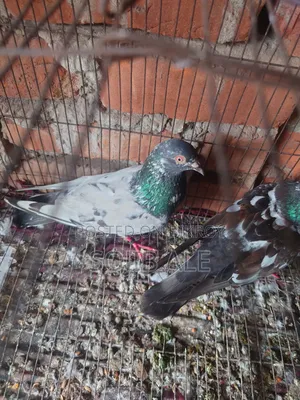 তামাকার কবুত