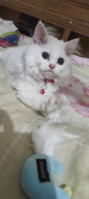 1-3 Months Male Purebred Persian