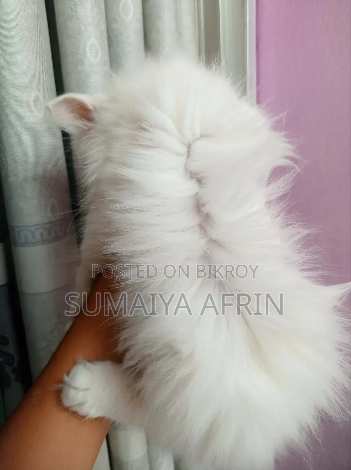 1-3 Months Male Purebred Persian