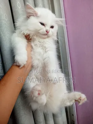 1-3 Months Male Purebred Persian