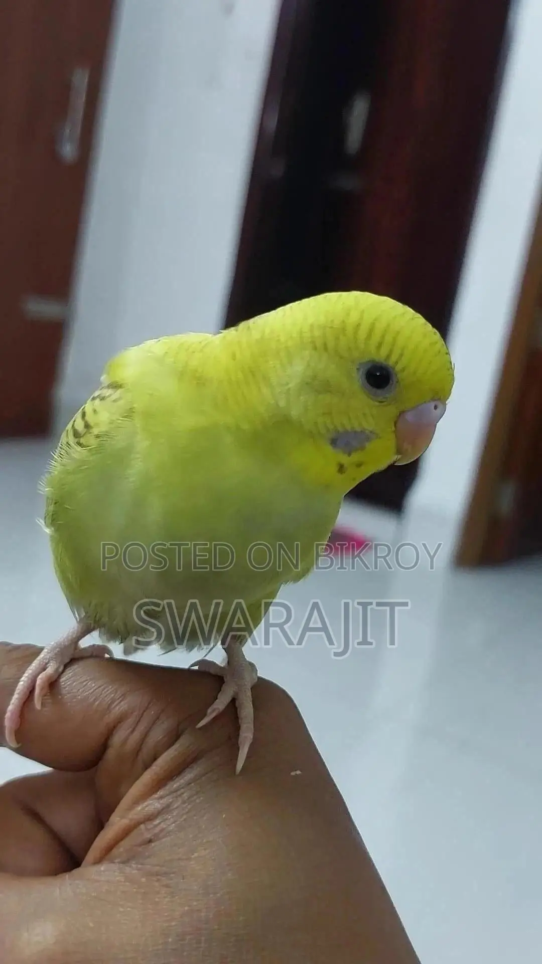 বাজারিগার