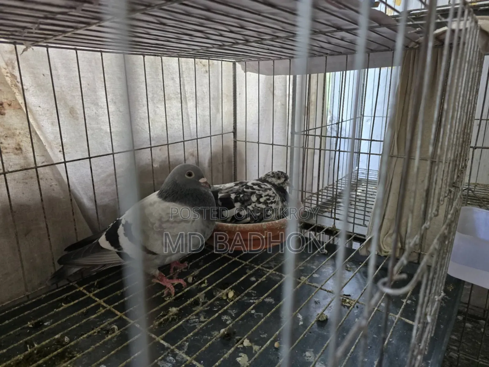 Pigeon cage for sale. Including three pairs of pigeons.