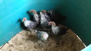 মুরগির বাচ্চা Murgir Bacca