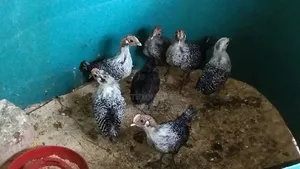মুরগির বাচ্চা Murgir Bacca