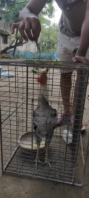 আছিল জোড়া