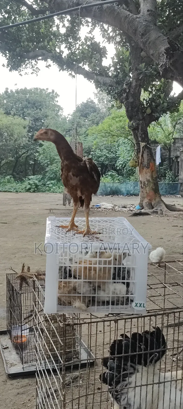 আছিল জোড়া