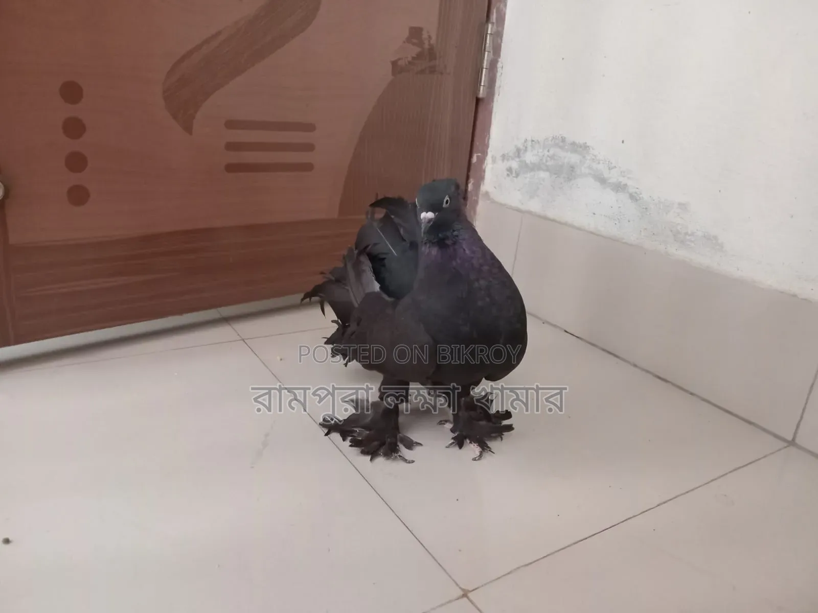 Black Lokkha Madi