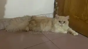 6-12 Months Male Purebred Persian Cat