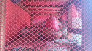 Chicken Coop