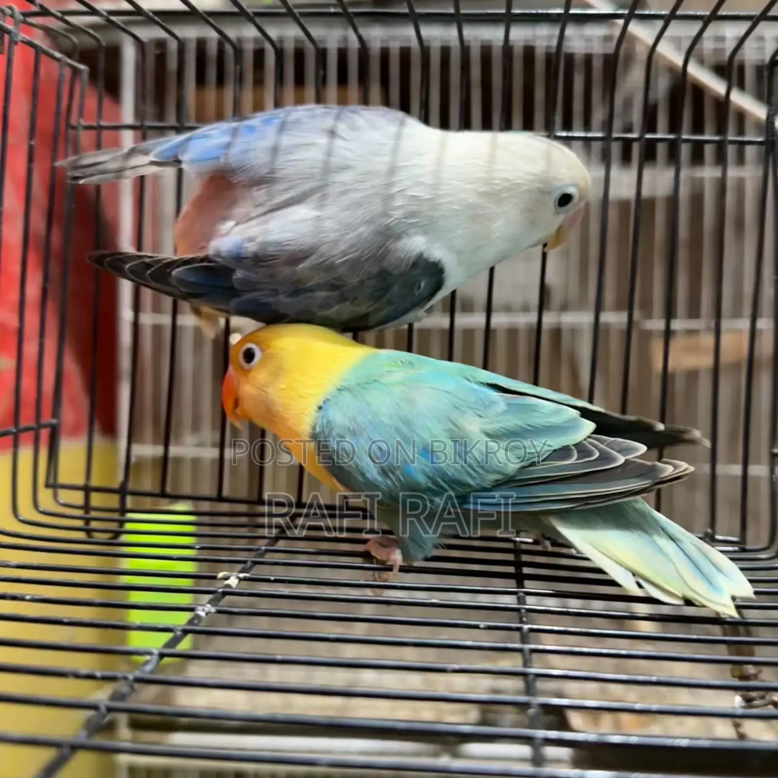 Love Bird DNA