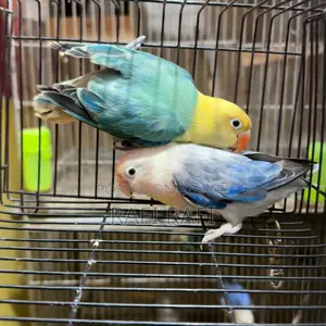 Love Bird DNA