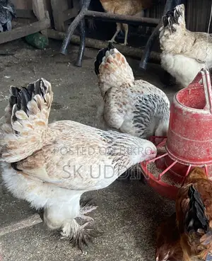 Bahamas Chicken