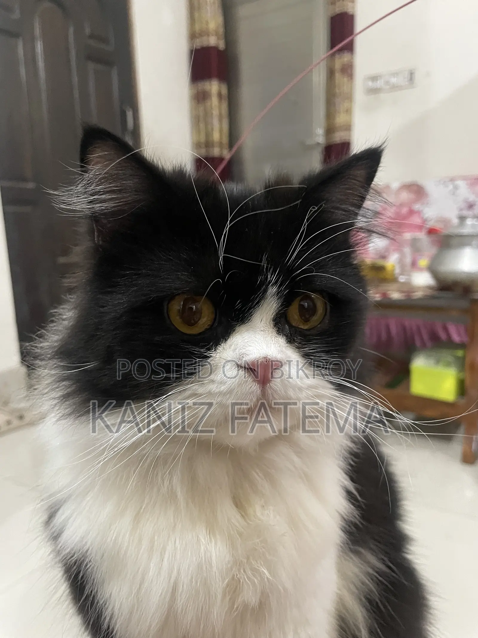 6-12 Months Male Purebred Persian