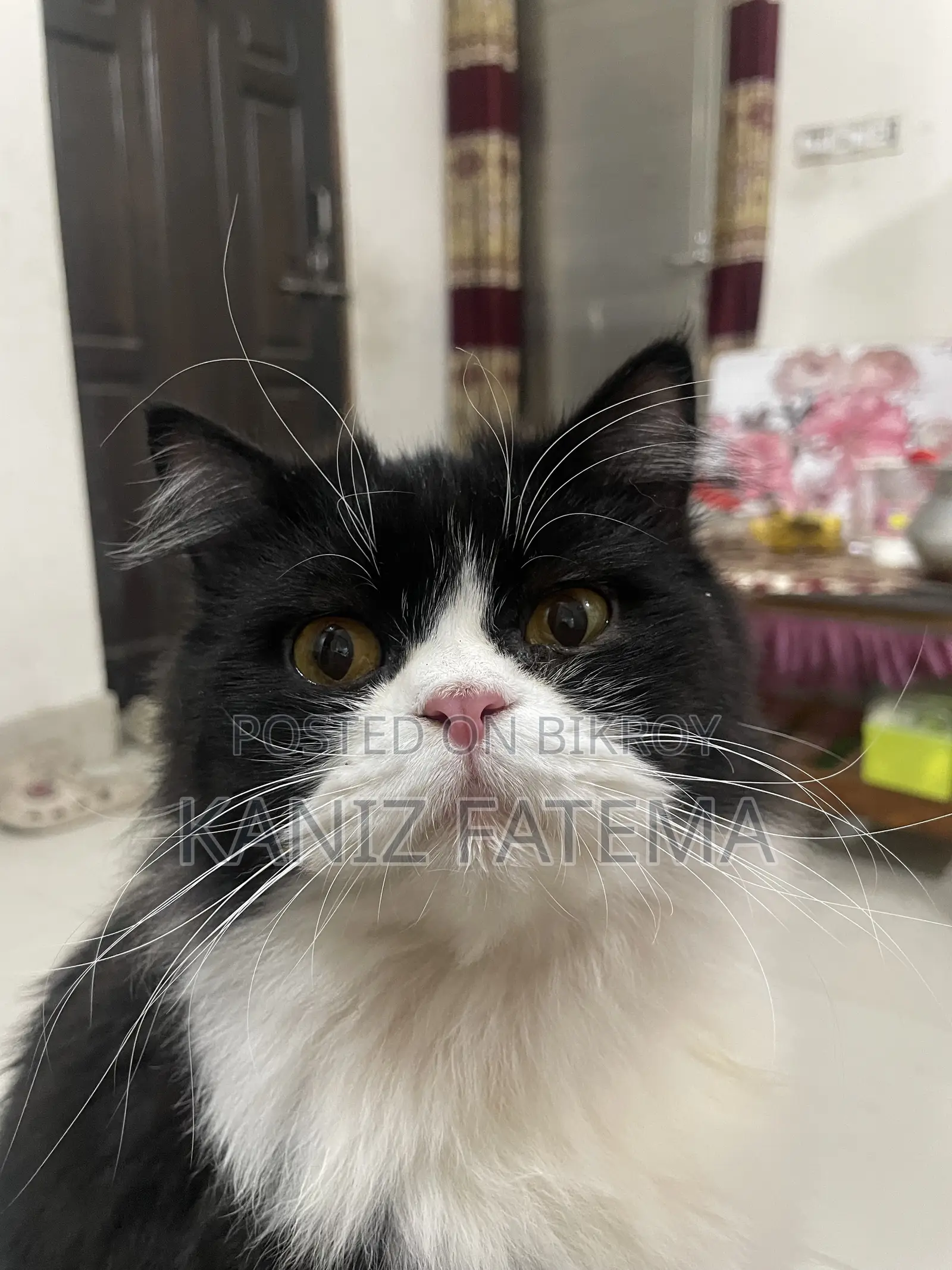 6-12 Months Male Purebred Persian