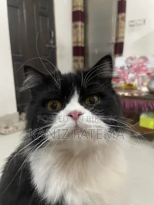 6-12 Months Male Purebred Persian